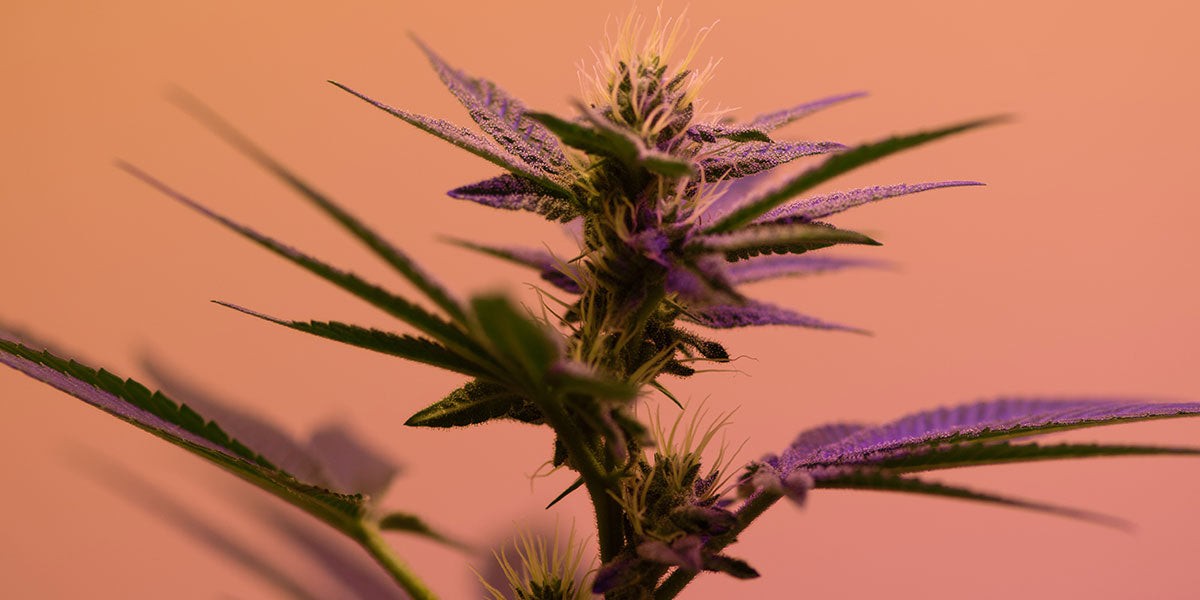 Hemp Vs Marijuana: What’s The Difference?