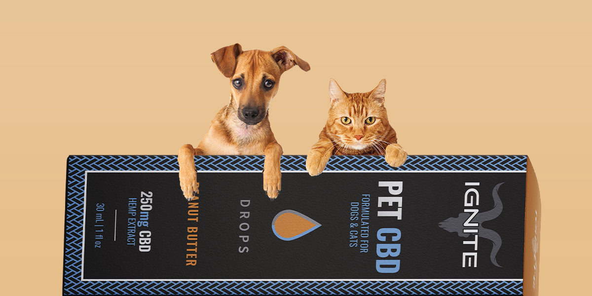 How Ignite CBD Can Help Your Pet